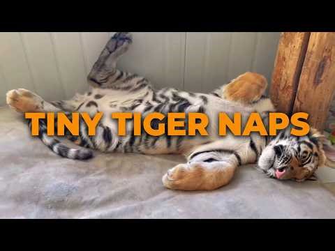 Thought they were Kings of the Jungle? This sleeping position is a bit TOO much!