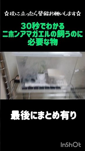 30秒で分かるニホンアマガエルの飼い方#カエルの飼い方 #飼育方法 #shorts