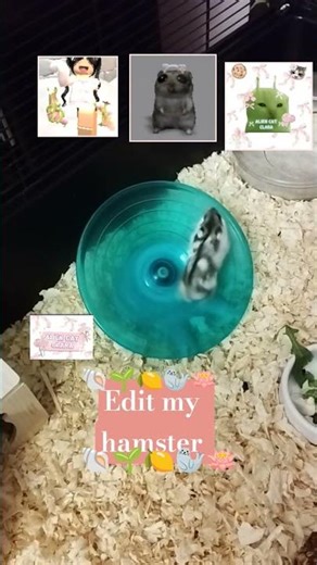 {my hamster :3} //🦭~alien cat clara~🪷 //#emojicatbaby 🐚🌱🍋🦭🪷