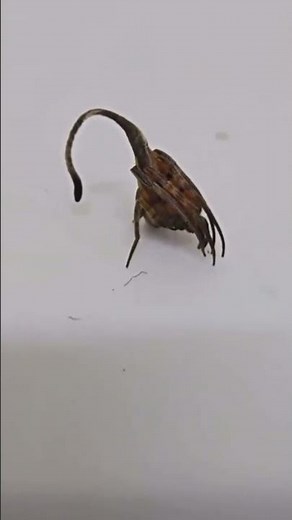 Ever saw a leaf mimicking SPIDER 🕷️👀 #Spider #Arachnid #Science #Newspecies #Bugs #camouflage #wtf