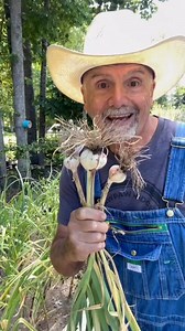 3.9K views · 862 reactions | Harvesting, drying, and storing garlic. #pawpawridge #garlic #garden #homestead #gardentips | PawPaw Ridge Homestead | Facebook