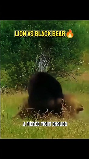 Lion VS Black Bear! Brutal Fight in the Wild!
