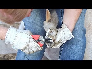 How to Trim Overgrown Goat Hooves
