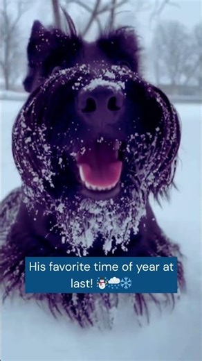 Dog Sees Snow Then Lives Its Best Winter Life