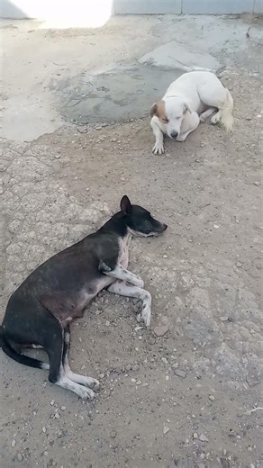 dos perros de compañía 🐶🐕