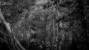 2.5K views · 29 reactions | Kongo est une série documentaire en 3...