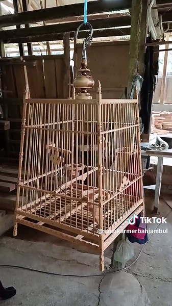 #sangkarmerbahjambul #merbahjambulkelantan #merbahjambulsiam #merbahjambulmalaysia #merbahjambulgaya #tukangsangkarcandik #tukangsangkaburung #hobilaki2 #kicaumania #kayutemesu #bilah15 #sangkarsport #fypp #ffffffyyyyyyypppp #foryou #foryoupage