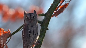 The Eurasian scops owl (Otus scops), a very rare and endangered owl, perching on a tree twig in an autumn forest.