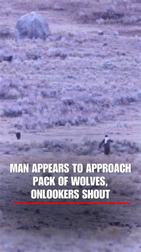 WILD ENCOUNTER: U.S. Park Police say a man has been cited after video surfaced of him appearing to approach a pack of wolves at Yellowstone National Park. | Fox News