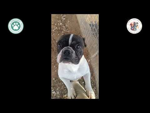 Unsere Nela, freundlich, menschenbezogen und mit viel Charme 🧡