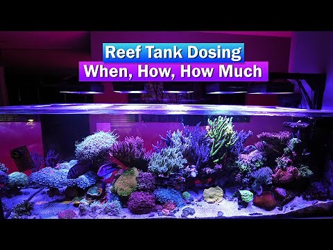 Reef Tank Dosing - Methods, how much and when to dose