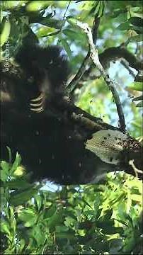 Sloth Bear Eating Beehive | Never seen RARE FOOTAGE
