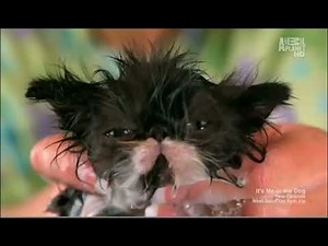 Reginald (Extended Cut HD)