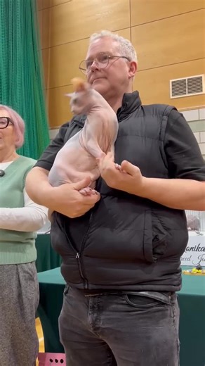 TICA Cat Show Highlights: Lucy Takes 1st Place!