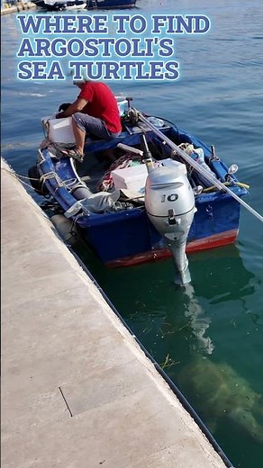 Argostoli Sea Turtles - Where to See Them!