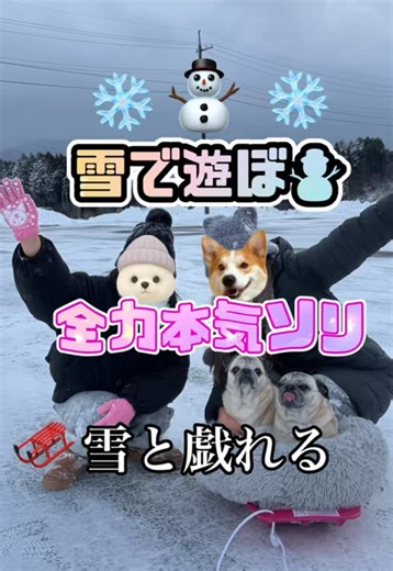 年に一度のこの時期、なんとか到着して遊んできました⛄️💓 若造の体力にはついていけません。笑 #雪遊び#日常vlog#パグ#温泉#犬のいる生活