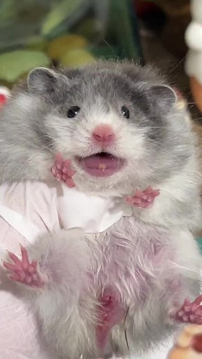 Caring for Your Playful Hamster: Tips and Insights