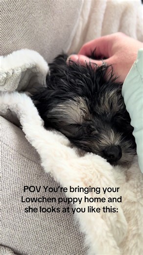 Bringing Home Your Lowchen Puppy: Adorable Moments