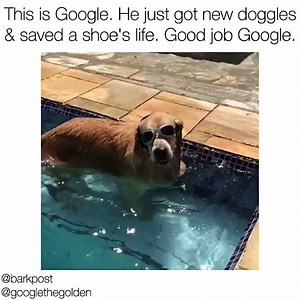 156K views · 4.5K reactions | His doggle game is unprecedented. Original vid via instagram.com/googlethegolden/ | BarkBox | Facebook