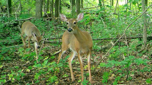 Pennsylvania deer hunters to see larger Disease Management Areas this year