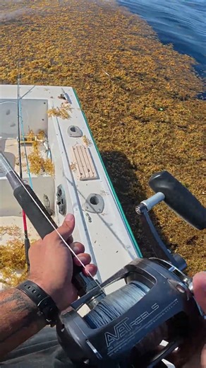 Epic offshore day catching dorado #shorts #shortsviral #mahimahi