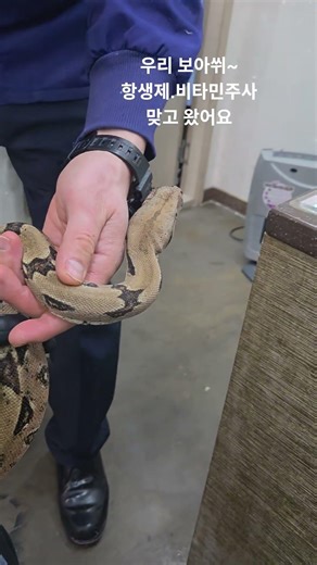 보아뱀 건강검진