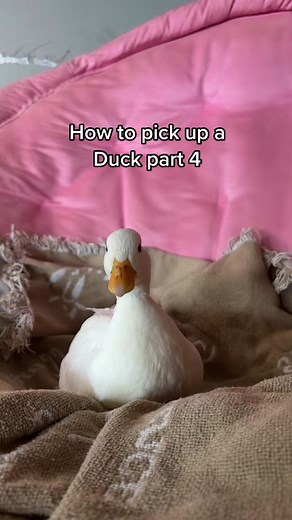 How to Pick Up a Duck: Call Duck Handling Tips