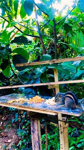 Morning Nature Concert! 🎵 Chipmunk Eating & Birds Singing (No Music) #shorts