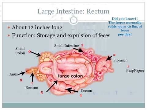 Equine GI System Webinar