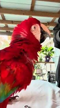 Let’s go train some macaws #macaws #training #animalrescue