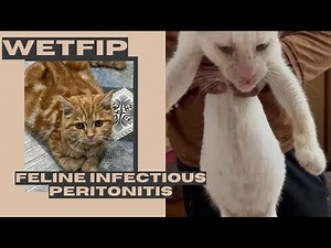 FIP (Feline Infectious Peritonitis) in cats:Complete guide and New Treatment Option GS441542