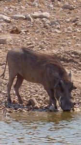 882K views · 5.2K reactions | A Warthog at Etosha National Park in Namibia. #namibia #etosha #warthog #namibiatravel #visitnamibia #travelnamibia #safari #wildlife #nature #desert #travelphotography #trendingvideos #trending #viral | Nwrnamibia | Facebook