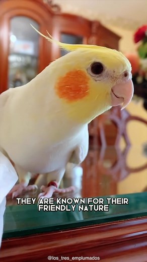 119K views · 5.1K reactions | Cockatiel 列 An Alternative Animal To Have As A Pet #cockatiel #cockatiellife #cockatielbirds #cockatiel_bird #cockatielsofinstagram #cockatiels #cockatielsofig #cockatiellover #cockatiellove #cockatielstagram | 1 Minute Animals | Facebook