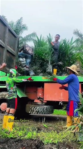 Kuli sawit hebat #shorts #youtubeshorts #petanisawit