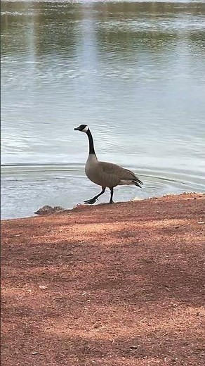 Canada Geese (Branta canadensis) Make a Ruckus | Wild Calls & Water Entry