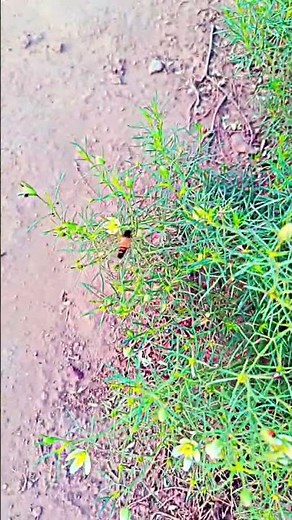 Peganum harmala #nature #naturephotog #naturephotography #flowers #naturephotograpy