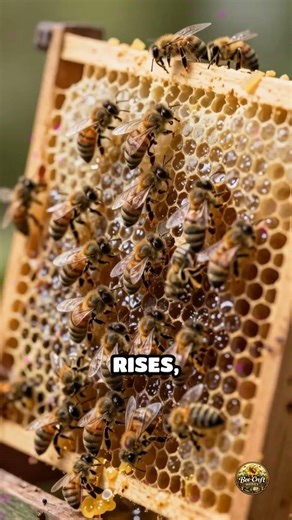 How Honey Controls Hive Humidity