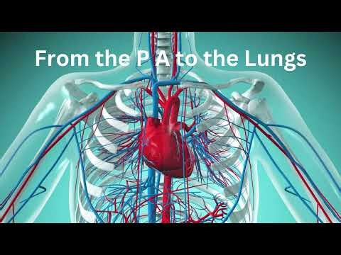 CIRCULATORY SYSTEM SONG
