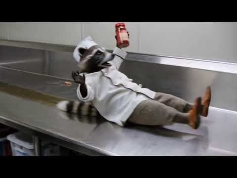 The Raccoon Who DESTROYED a 5-Star Restaurant