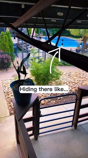 Been trying to figure out why there is so much bird poop on my sidewalk...#birds #mess #hiding #sidewalk #viralreels #reels | Goat Daddy's Farm