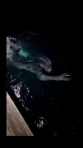 Fishermen Wild Vlogs! #mermaid #mermaids #viral Disclaimer: This video is for entertainment purposes only. All characters and scenes are fictional. | Cryptid Universe