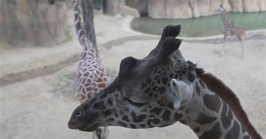 Dallas Zoo visitors can get up close with giraffes during Dallas Zoo Lights