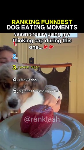 Ranking The FUNNIEST Dog Eating Moments 😂
