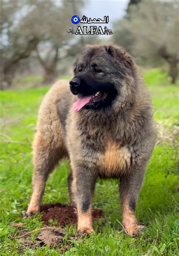 הסרטונים של حمودي (@hamody.knane) עם original sound - حملة الامام الصادق (ع)