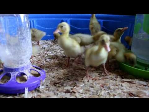 RAISE DUCKLINGS WITHOUT A HEAT LAMP?