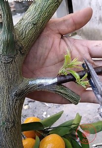 9.7M views · 23K reactions | The most effective and satisfying ways to graft woody fruit trees | M&N DIY | Facebook