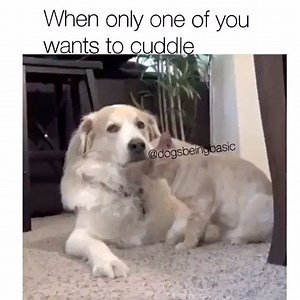 50K views · 988 reactions | ❤️It's cuddle time! #cuddle #puppies #kittensofinstagram | Hippie Runner Funktional Runwear | Facebook