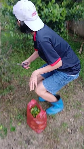 Collecting kaffir lime leaves to send to customers. They're fragrant and fresh.