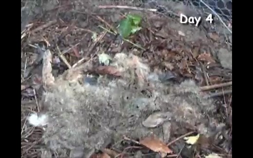 兔子死亡后的分解