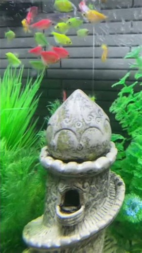 #fish #aquascapegallery #aquarium #exoticaquariumfish #aquariumlife #aquariumfish #megaquarium